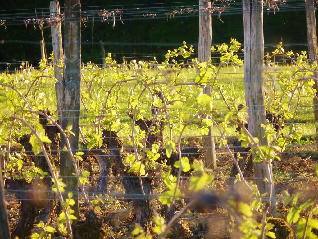 Domaine Joseph Lafarge Wine Resort Oeno-Tonneaux Experience Lugny Ngoại thất bức ảnh