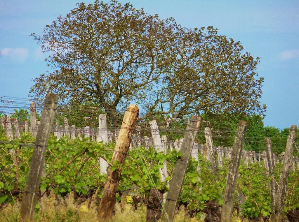 Domaine Joseph Lafarge Wine Resort Oeno-Tonneaux Experience Lugny Ngoại thất bức ảnh