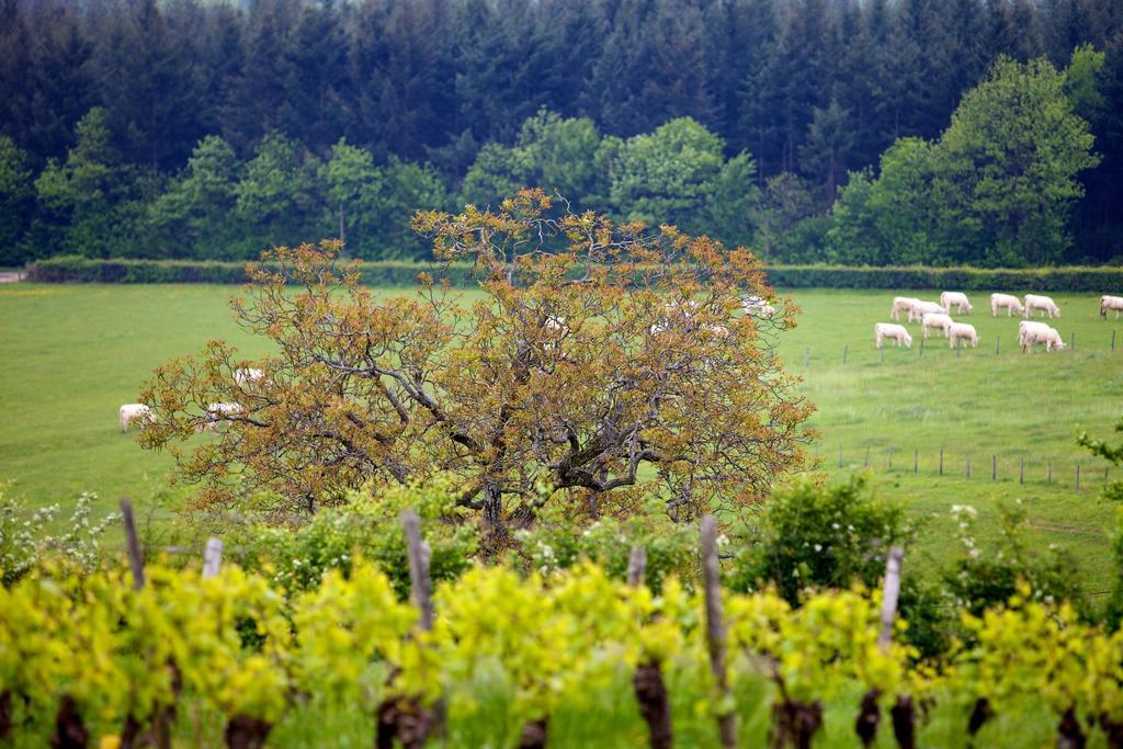 Domaine Joseph Lafarge Wine Resort Oeno-Tonneaux Experience Lugny Ngoại thất bức ảnh